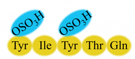 amino acid 2